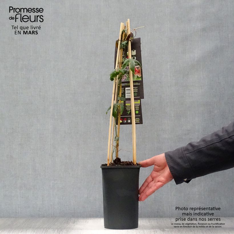 Example of Passiflora Lavender Lady - Passiebloem Pot van 2 l/3 l as you get in printemps