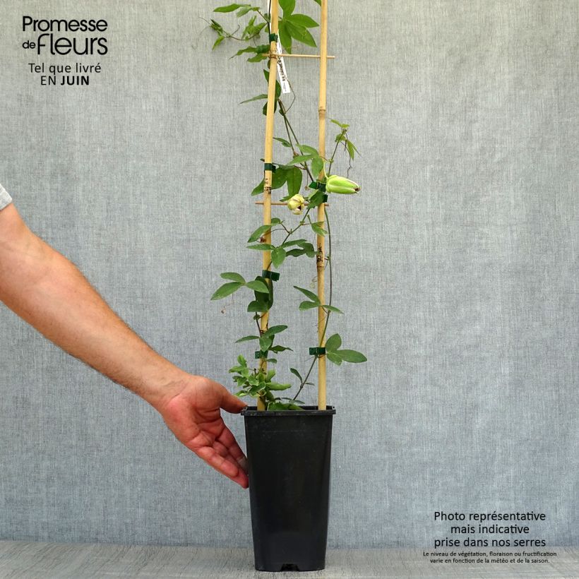 Exemplaar van Passiflora Damsels Delight - Passiebloem Pot van 2 l/3 l zoals geleverd in de zomer