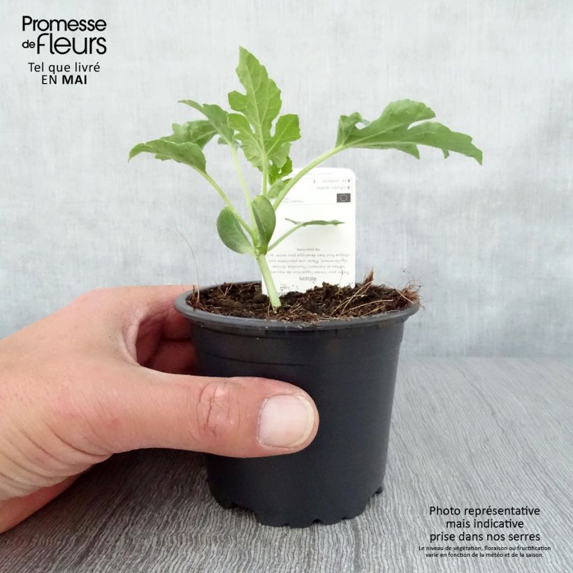 Exemplaar van Watermeloen Pata Negra F1 Pot van 10 cm/11 cm zoals geleverd in de lente