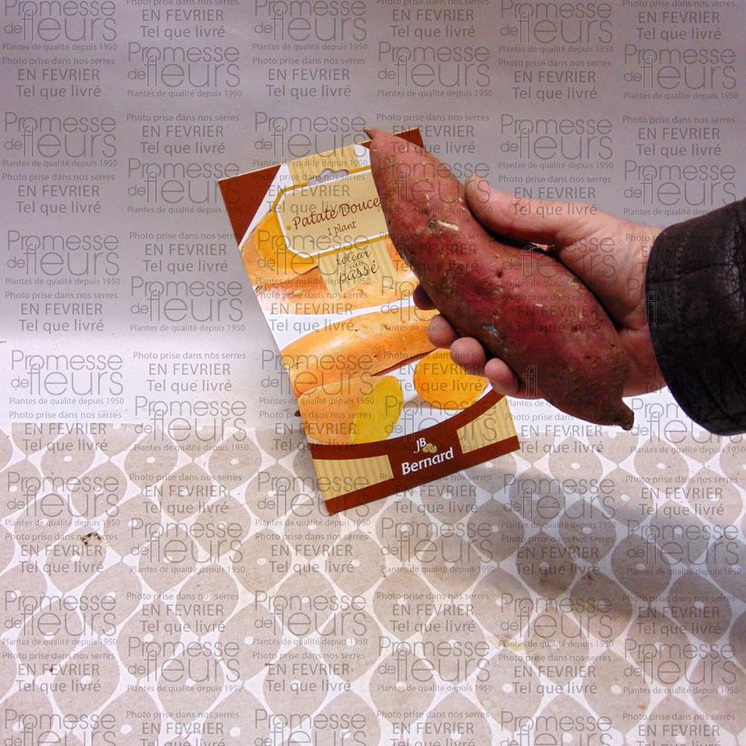 Example of Zoete aardappel (1 knol) Stuk as you get