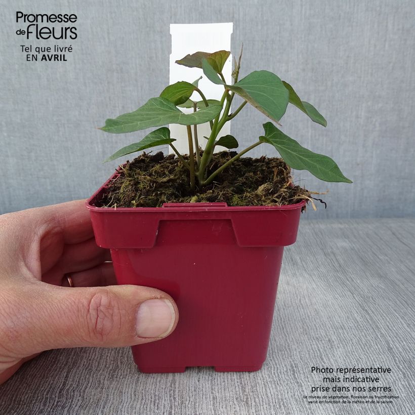 Example of Zoete aardappel Orleans (jonge planten) Pot van 10 cm/11 cm as you get in printemps
