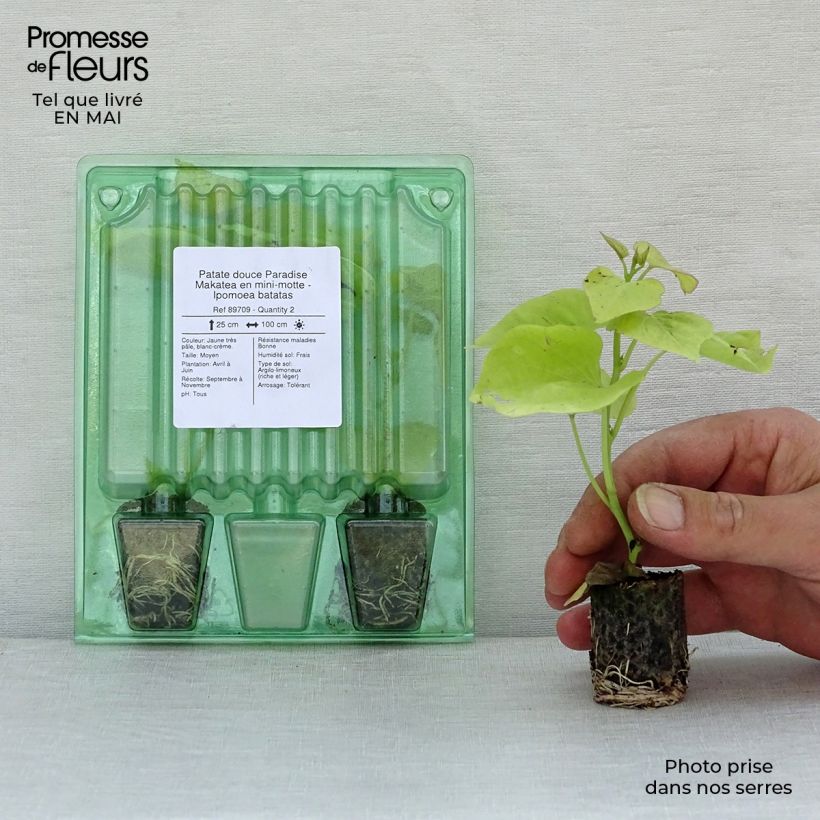 Exemplaar van Zoete aardappel Paradise Makatea (jonge planten in perspotjes) Mini-mot Ø 3/4 cm zoals geleverd in de lente