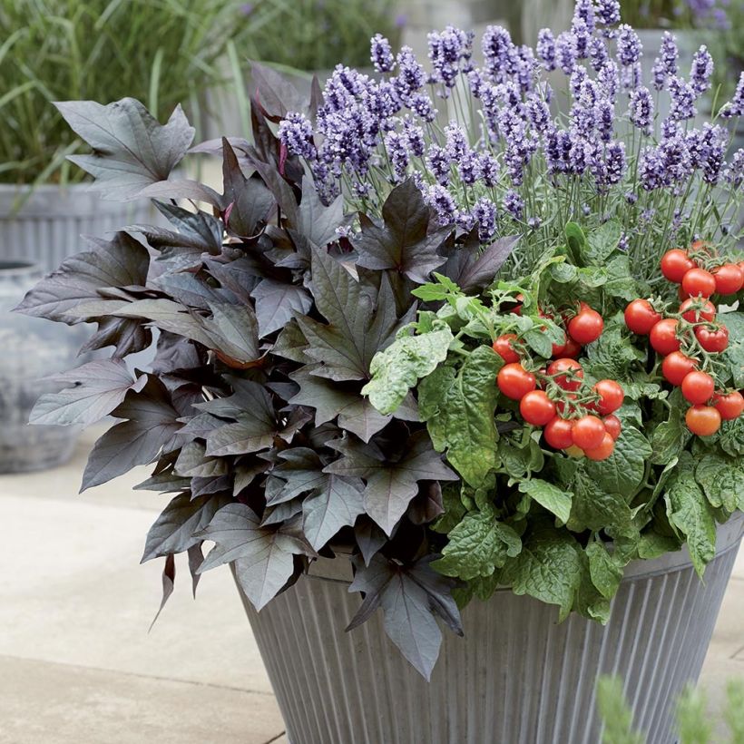 Zoete aardappel Paradise Manihi (jonge planten in perspotjes) (Groeiplaats)