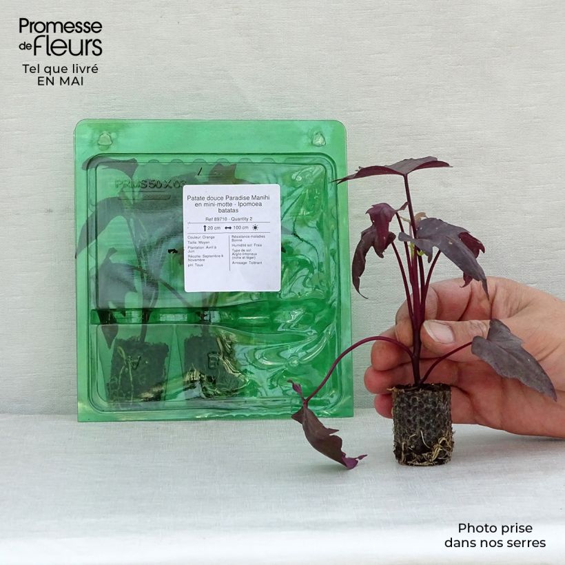 Exemplaar van Zoete aardappel Paradise Manihi (jonge planten in perspotjes) Mini-mot Ø 3/4 cm zoals geleverd in de lente