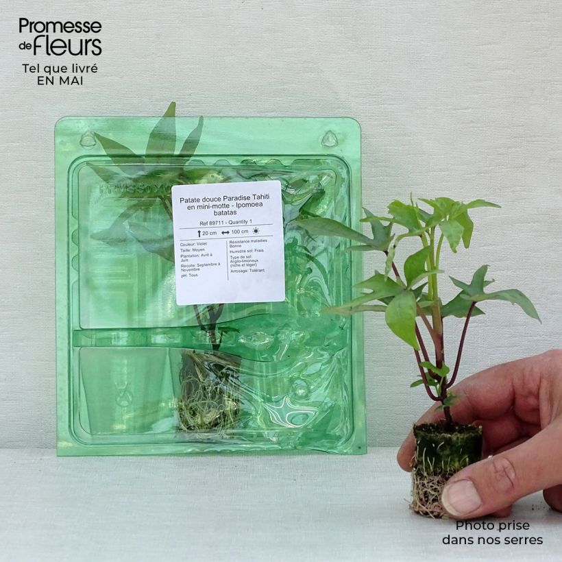 Exemplaar van Zoete aardappel Paradise Tahiti (jonge planten in perspotjes) Mini-mot Ø 3/4 cm zoals geleverd in de lente
