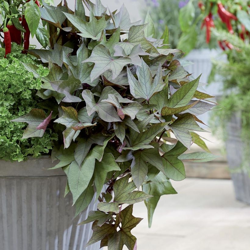 Zoete aardappel Paradise Takatoto (jonge planten in perspotjes) (Groeiplaats)