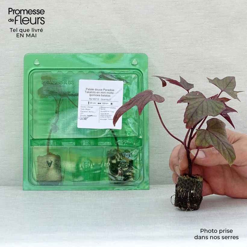 Exemplaar van Zoete aardappel Paradise Takatoto (jonge planten in perspotjes) Mini-mot Ø 3/4 cm zoals geleverd in de lente