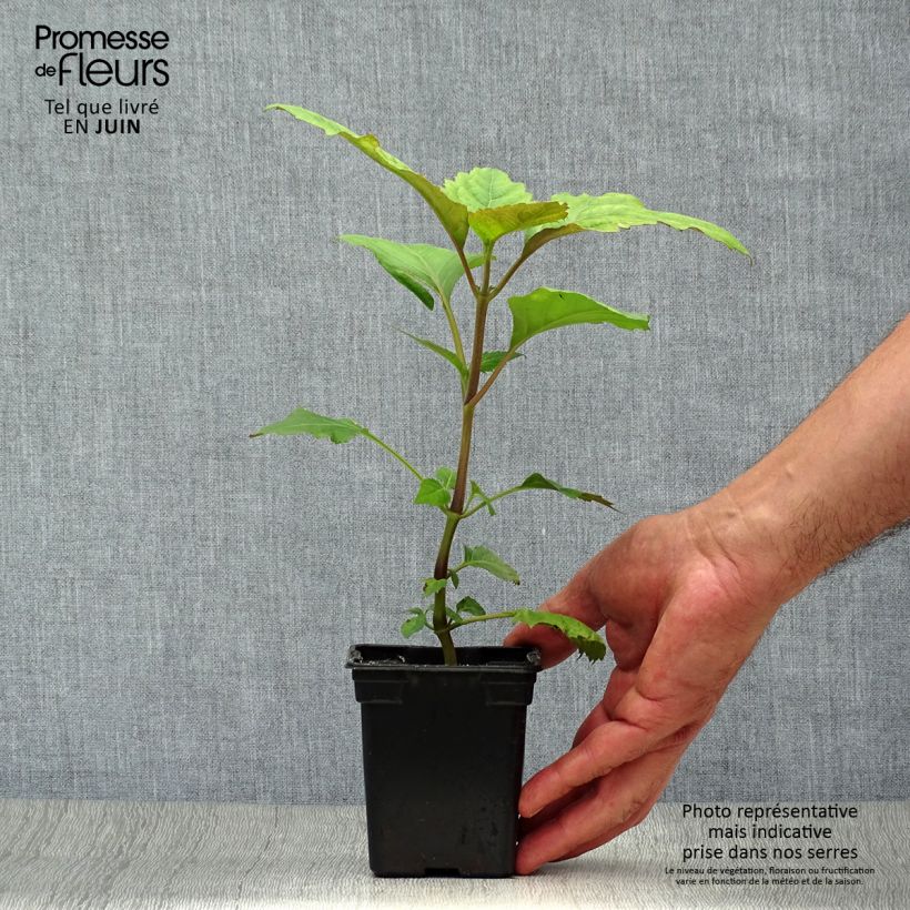 Exemplaar van Patchoeli - Pogostemon cablin Kweekpotje van 8/9 cm zoals geleverd in de zomer