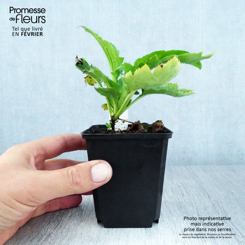 Exemplaar van Patrinia gibbosa - Goudvaleriaan Kweekpotje van 8/9 cm zoals geleverd in de herfst