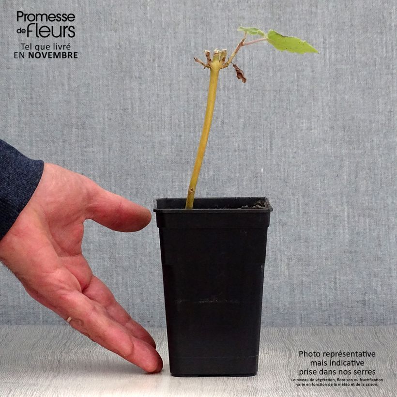 Exemplaar van Paulownia fortunei April Light - Anna Paulownaboom Pot van 1 l/1,5 l zoals geleverd in de herfst