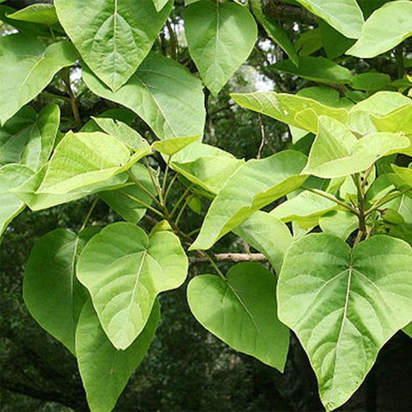 Paulownia tomentosa - Anna Paulownaboom (Blad)
