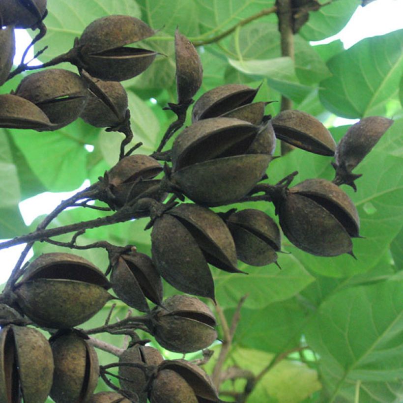Paulownia tomentosa - Anna Paulownaboom (Oogst)