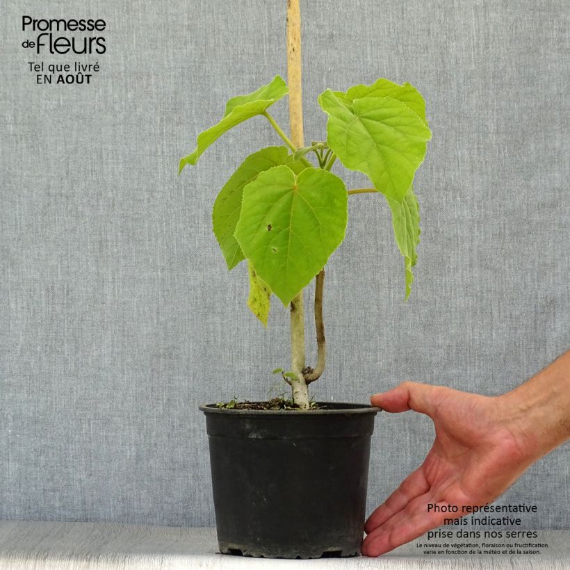 Exemplaar van Paulownia tomentosa - Anna Paulownaboom Pot van 2 l/3 l zoals geleverd in de zomer