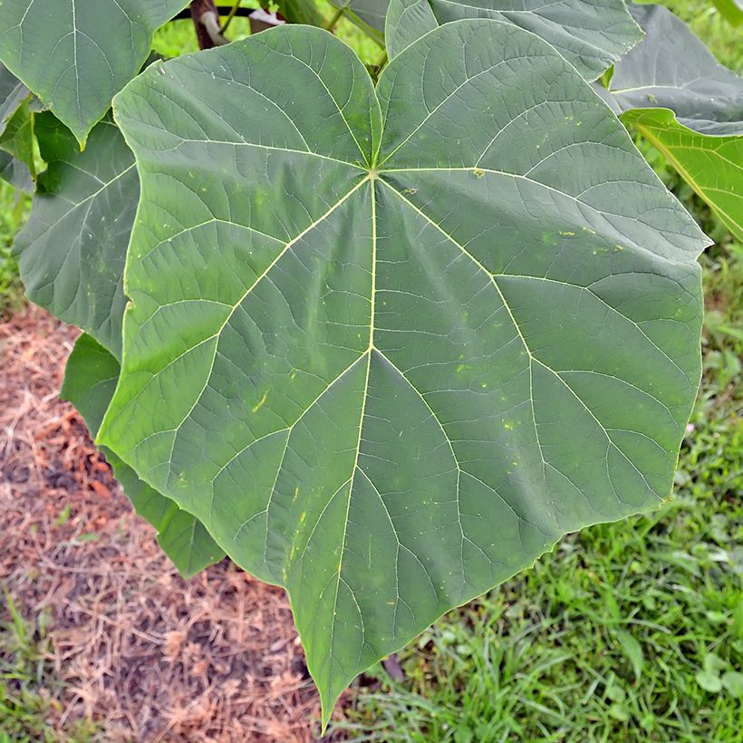 Paulownia tomentosa Hulsdonk - Anna Paulownaboom (Blad)