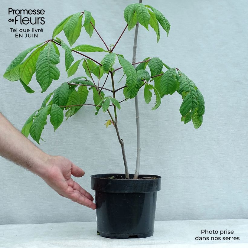 Exemplaar van Aesculus parviflora - Herfstpaardenkastanje Pot van 2 l/3 l zoals geleverd in de zomer