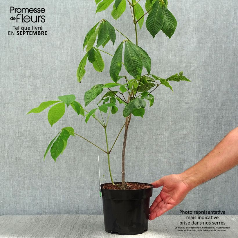Exemplaar van Aesculus parviflora - Herfstpaardenkastanje Pot van 20 l/25 l zoals geleverd in de herfst