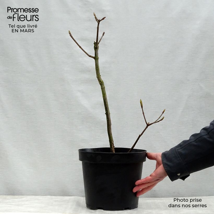 Exemplaar van Aesculus parviflora - Herfstpaardenkastanje Pot van 7,5 l/10 l zoals geleverd in de lente