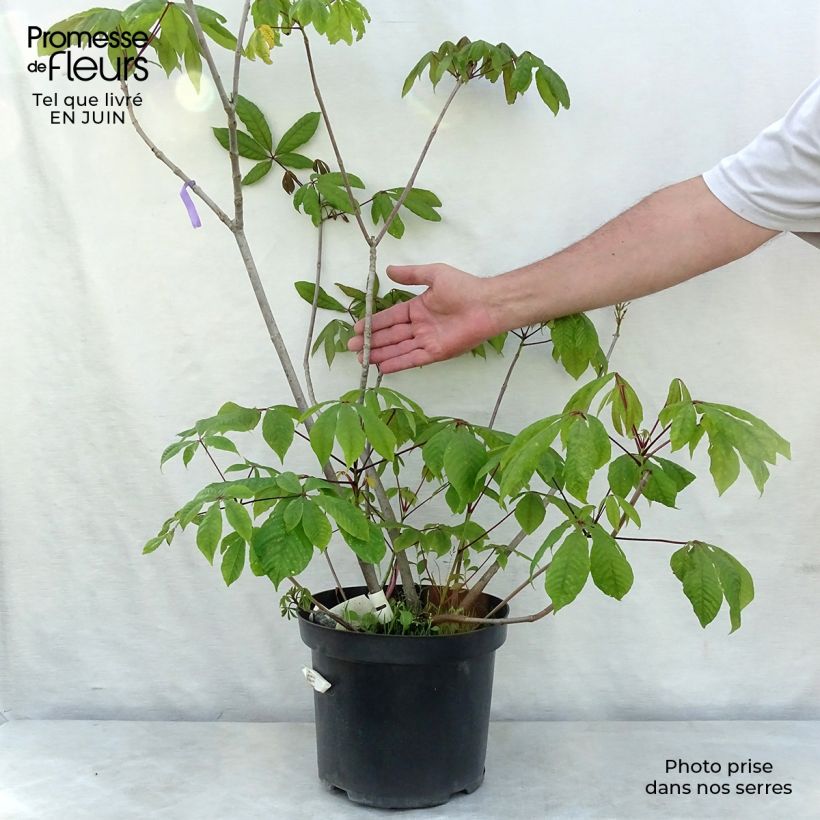 Exemplaar van Aesculus parviflora - Herfstpaardenkastanje Pot van 7,5 l/10 l zoals geleverd in de zomer
