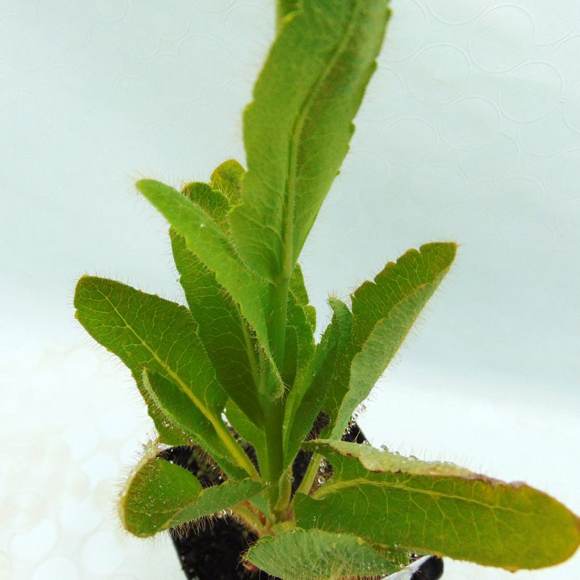 Meconopsis betonicifolia - Blauwe klaproos (Blad)