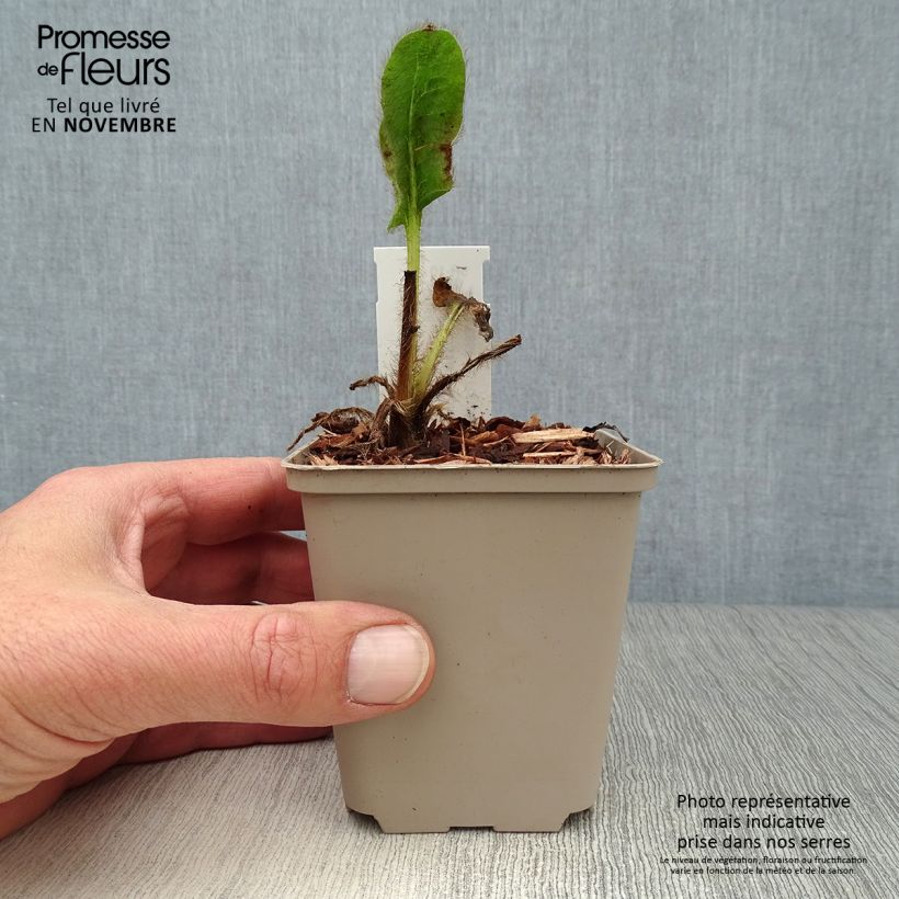 Exemplaar van Meconopsis betonicifolia - Blauwe klaproos Kweekpotje van 8/9 cm zoals geleverd in de herfst