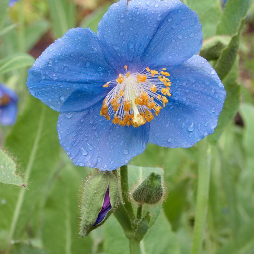 Meconopsis betonicifolia - Blauwe klaproos (Bloei)