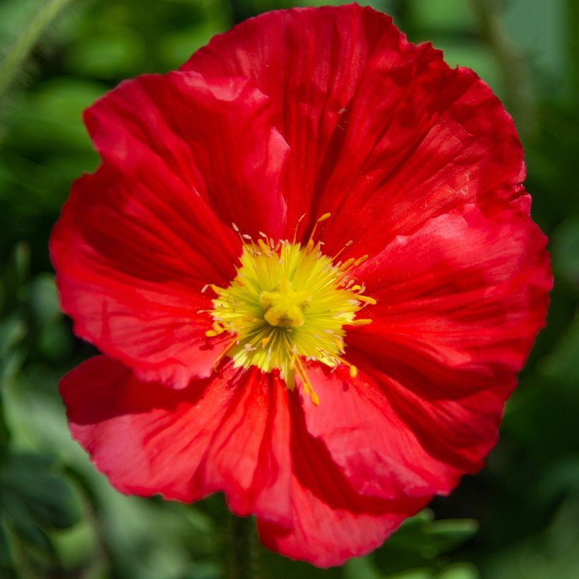 Papaver x nudicaule Champagne Bubbles Mix - IJslandse papaver (Bloei)