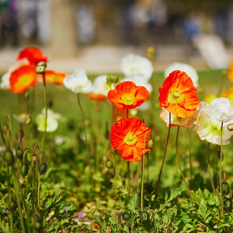 Papaver x nudicaule Champagne Bubbles Mix - IJslandse papaver (Groeiplaats)