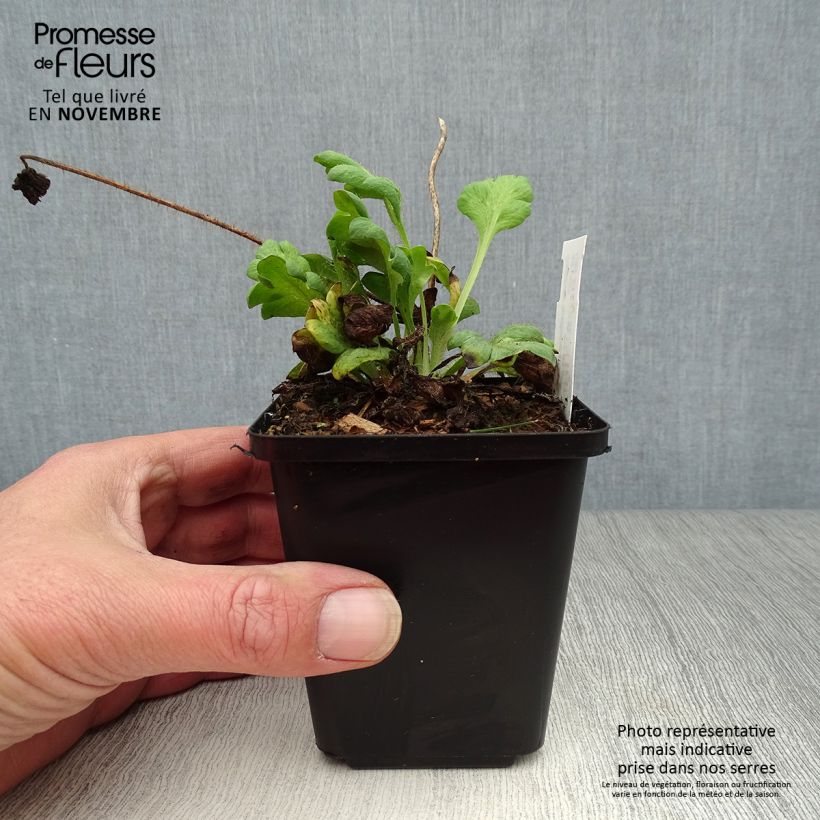 Exemplaar van Papaver nudicaule Gartenzwerg - IJslandse papaver Kweekpotje van 8/9 cm zoals geleverd in de herfst