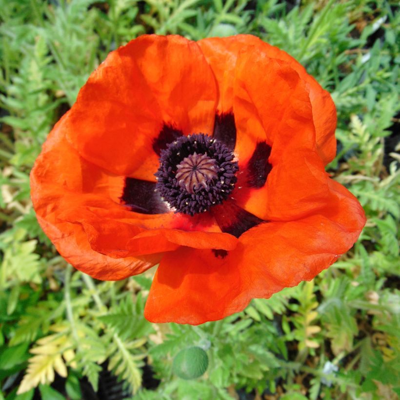 Papaver orientale Brilliant - Oosterse papaver (Bloei)