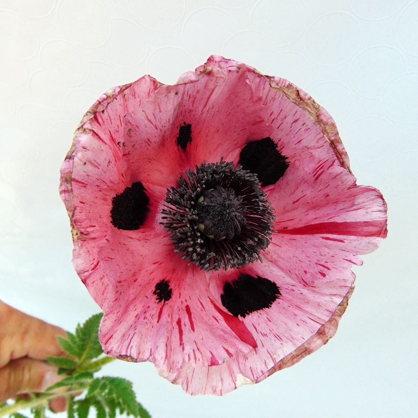 Papaver orientale Clochard - Oosterse papaver (Bloei)