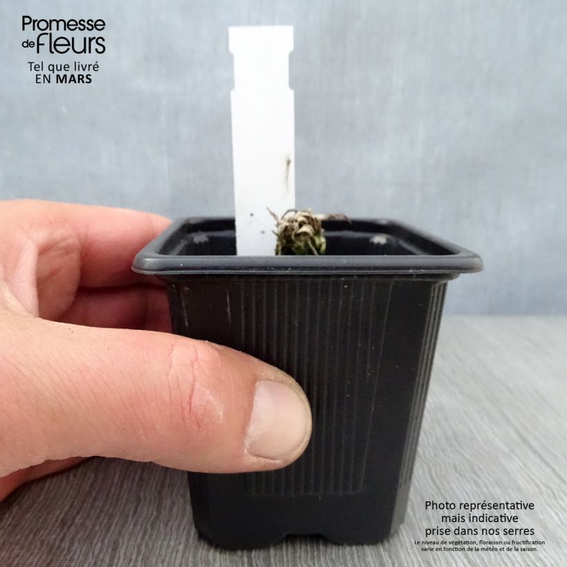 Exemplaar van Papaver orientale Clochard - Oosterse papaver Kweekpotje van 8/9 cm zoals geleverd in de lente