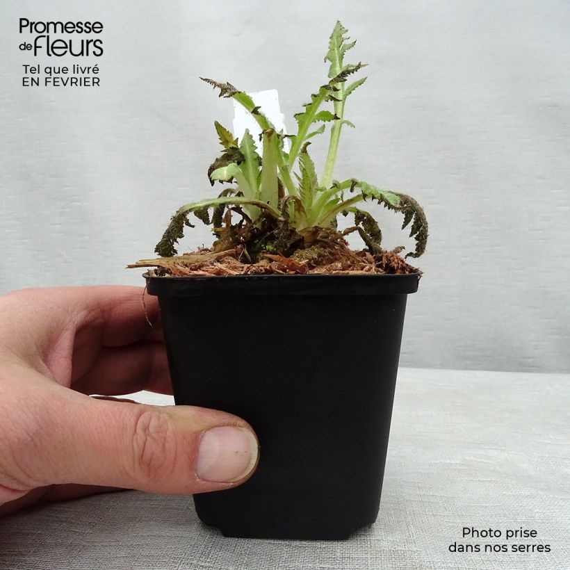 Exemplaar van Papaver orientale Curlilocks - Oosterse papaver Kweekpotje van 8/9 cm zoals geleverd in de winter