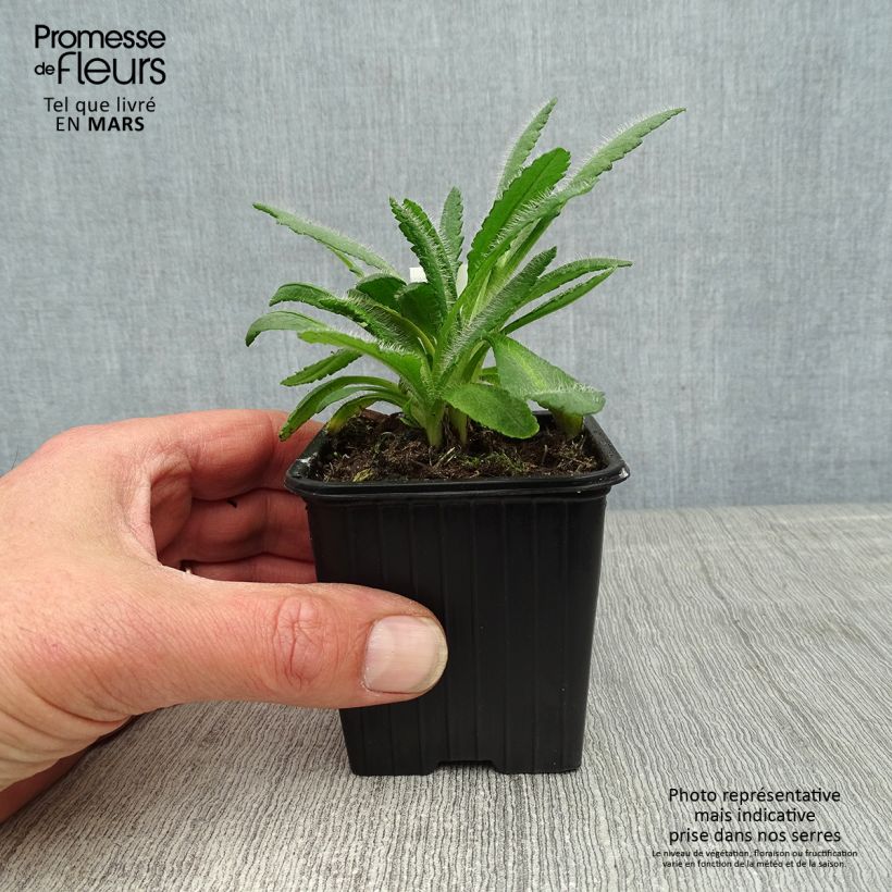 Exemplaar van Papaver orientale Harvest Moon - Oosterse papaver Kweekpotje van 8/9 cm zoals geleverd in de lente