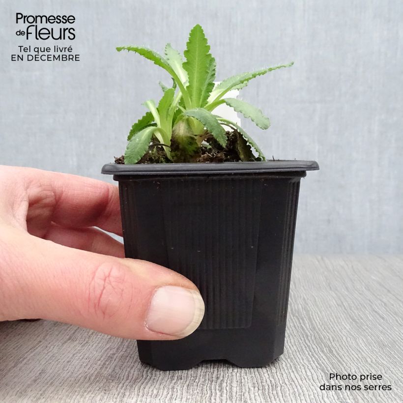 Exemplaar van Papaver orientale Manhattan - Oosterse papaver Kweekpotje van 8/9 cm zoals geleverd in de winter