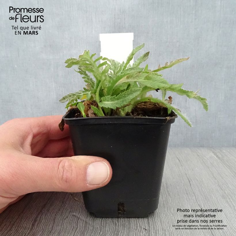 Exemplaar van Papaver orientale May Queen - Oosterse papaver Kweekpotje van 8/9 cm zoals geleverd in de lente