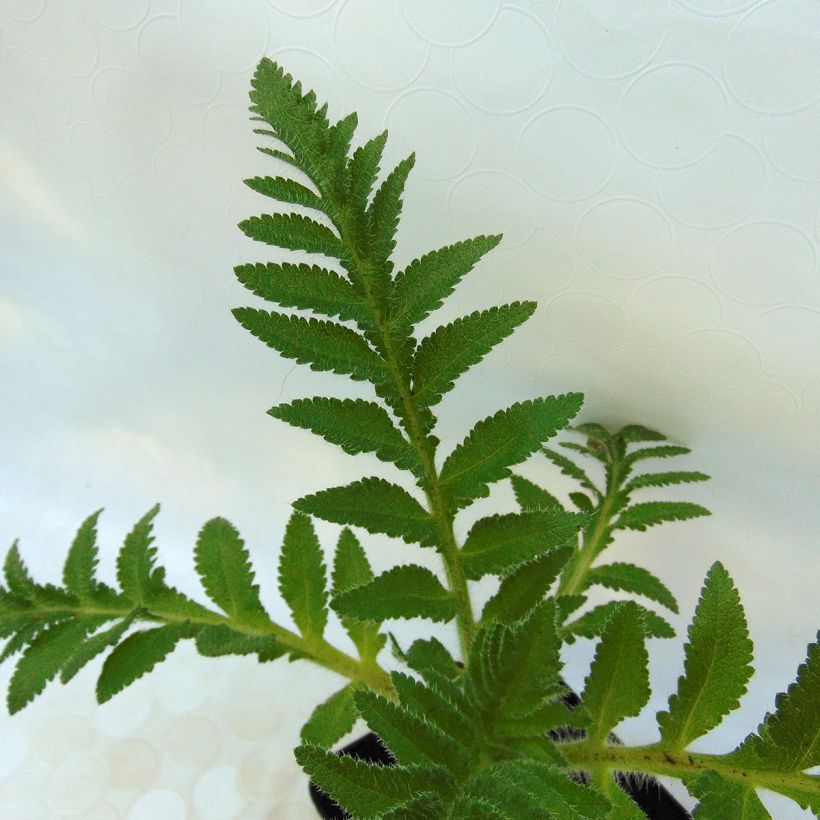 Papaver orientale Patty's Plum - Oosterse papaver (Blad)