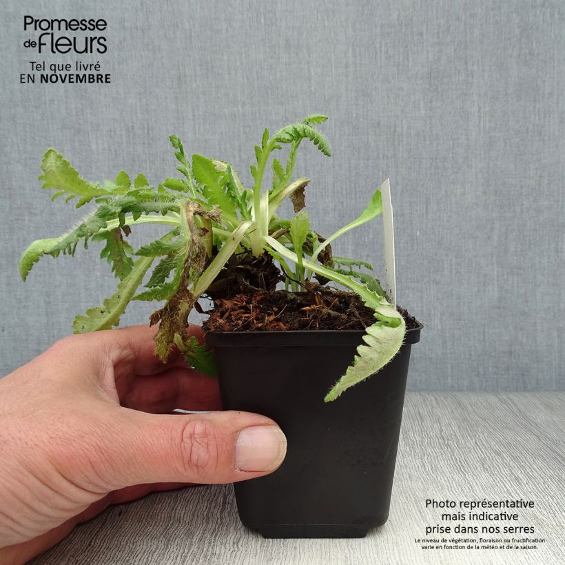 Exemplaar van Papaver orientale Picotee - Oosterse papaver Kweekpotje van 8/9 cm zoals geleverd in de herfst