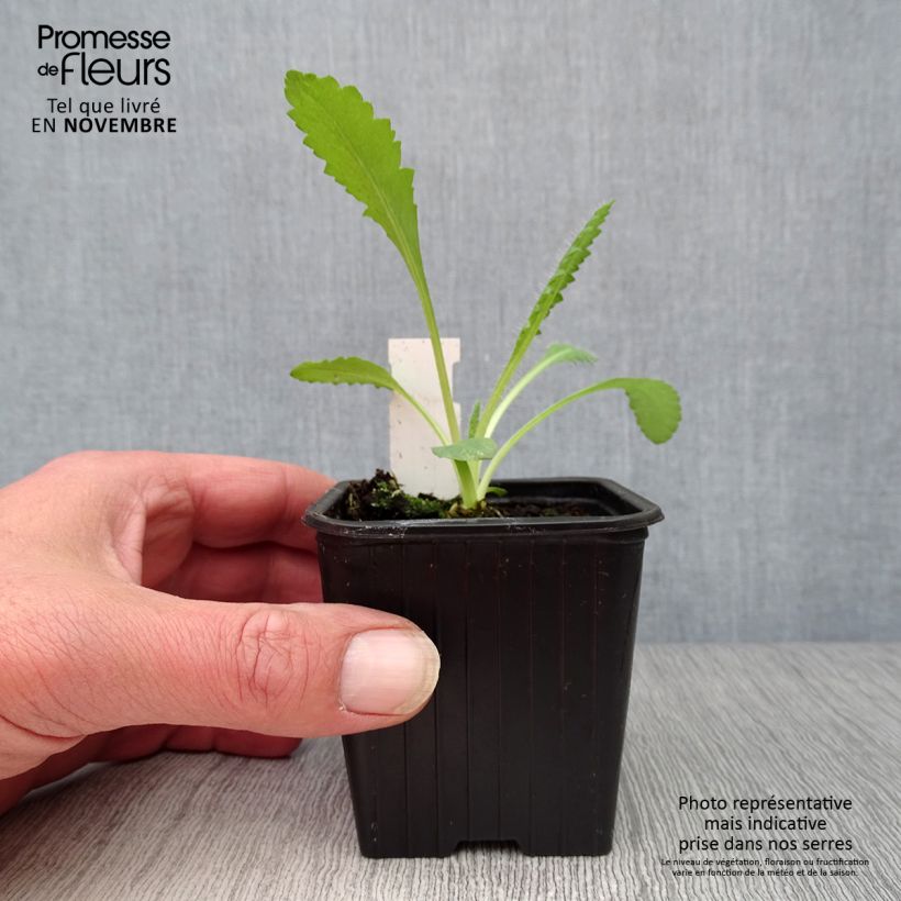 Exemplaar van Papaver orientale Royal Chocolate Distinction - Oosterse papaver Kweekpotje van 8/9 cm zoals geleverd in de herfst
