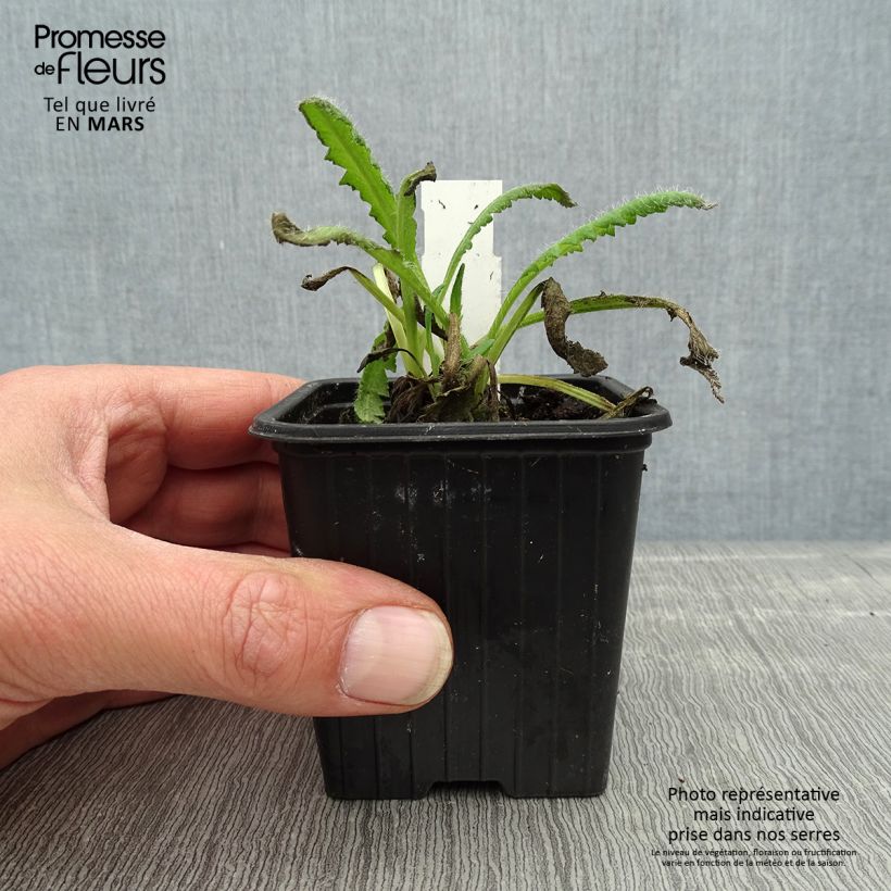 Exemplaar van Papaver orientale Royal Chocolate Distinction - Oosterse papaver Kweekpotje van 8/9 cm zoals geleverd in de lente