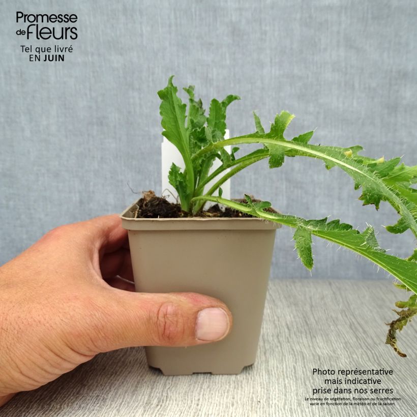 Exemplaar van Papaver orientale Royal Wedding  - Oosterse papaver Kweekpotje van 7/8 cm zoals geleverd in de zomer