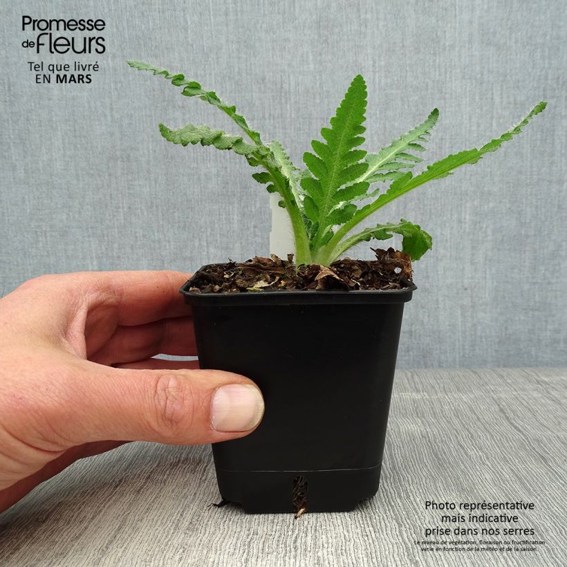 Example of Papaver orientale Royal Wedding  - Oosterse papaver Kweekpotje van 7/8 cm as you get in printemps