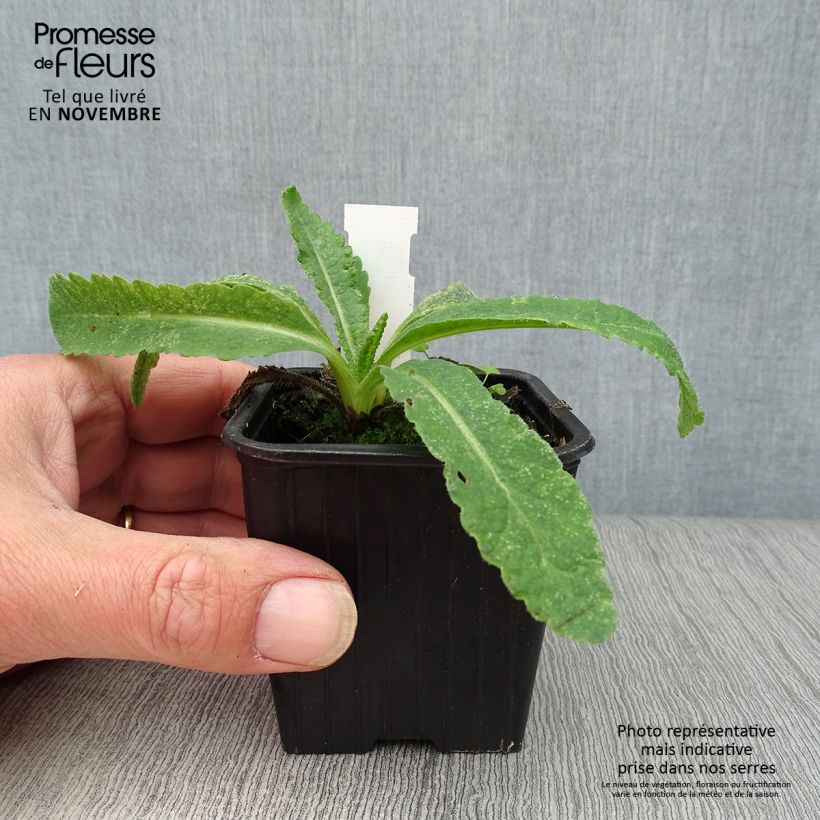 Exemplaar van Papaver orientale Türkenlouis - Oosterse papaver Kweekpotje van 8/9 cm zoals geleverd in de herfst