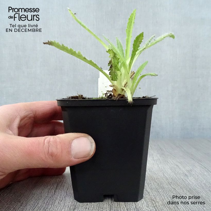 Exemplaar van Papaver orientale Türkenlouis - Oosterse papaver Kweekpotje van 8/9 cm zoals geleverd in de winter