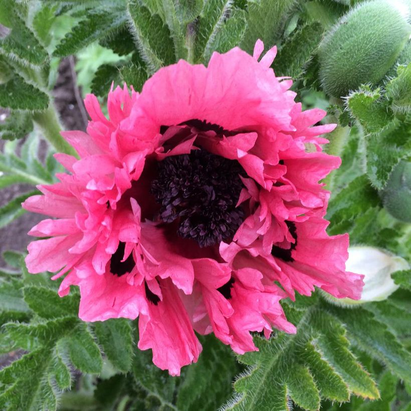 Papaver orientale Pink Perfection - Oosterse papaver (Bloei)