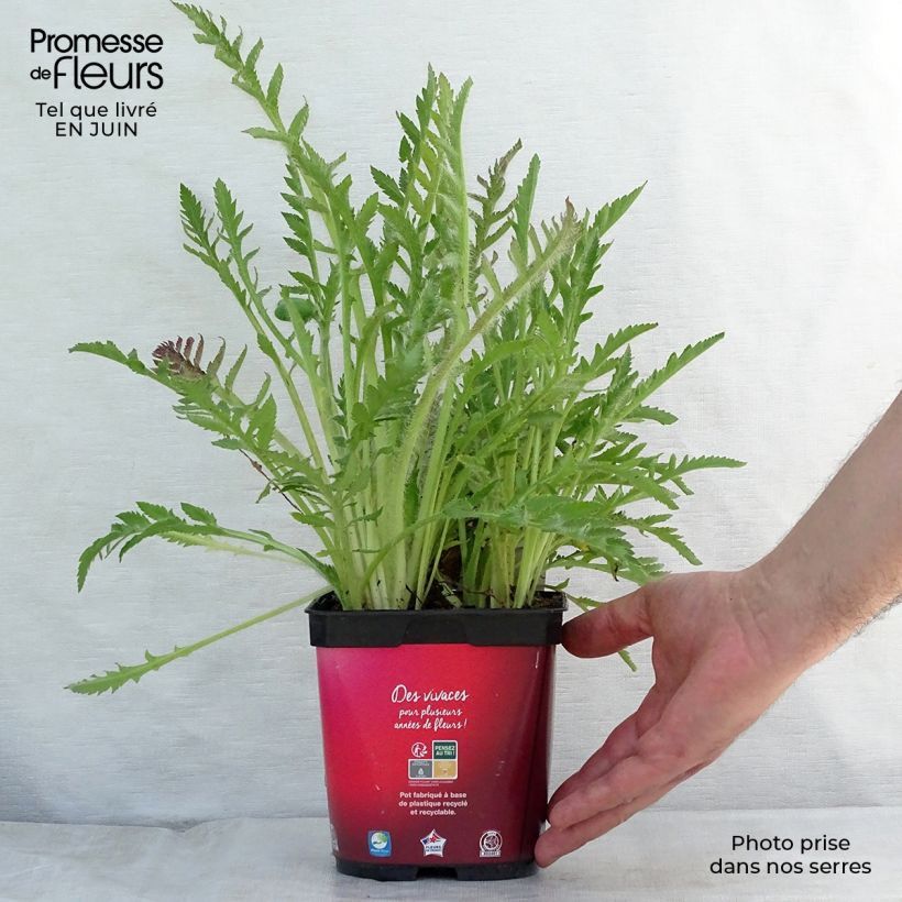 Exemplaar van Papaver orientale Allegro - Oosterse papaver Pot van 2 l/3 l zoals geleverd in de zomer