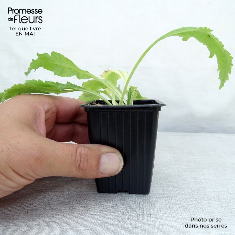 Exemplaar van Papaver orientale Allegro - Oosterse papaver Kweekpotje van 7/8 cm zoals geleverd in de lente