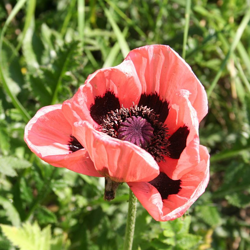 Papaver orientale Haremstraum - Oosterse papaver (Bloei)