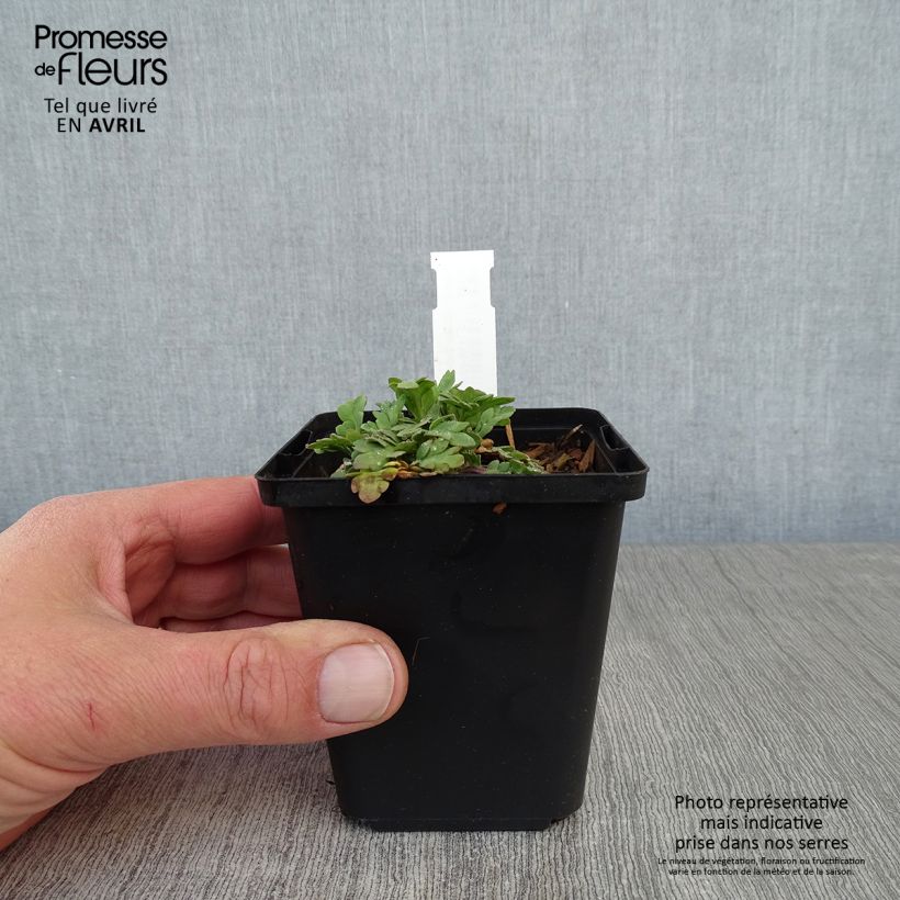 Exemplaar van Papaver x nudicaule Champagne Bubbles Mix - IJslandse papaver Kweekpotje van 8/9 cm zoals geleverd in de lente