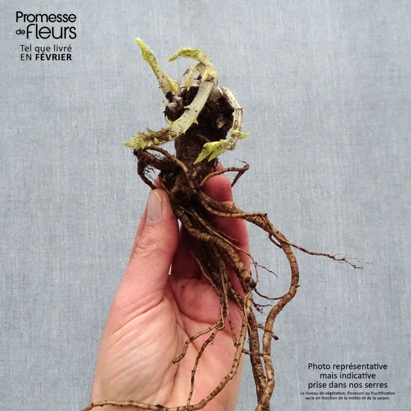 Exemplaar van Papaver orientale Harlem - Oosterse papaver Naakte wortel zoals geleverd in de winter