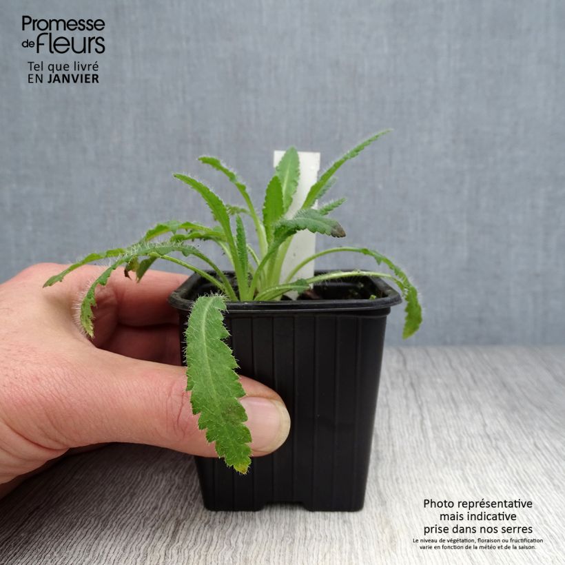 Exemplaar van Papaver orientale Marlene - Oosterse papaver Kweekpotje van 8/9 cm zoals geleverd in de winter